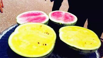 河南的吃瓜爆料