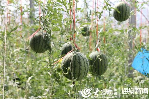 射阳网红吃瓜事件视频